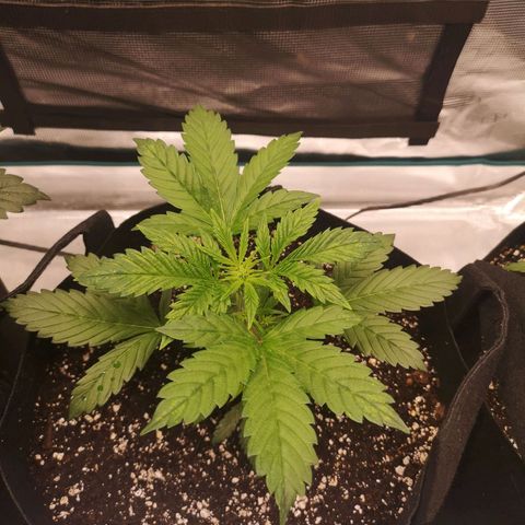 Cdlc growlog timeline photo