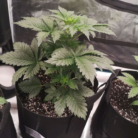 Cdlc 1/2 & 1/2 growlog timeline photo