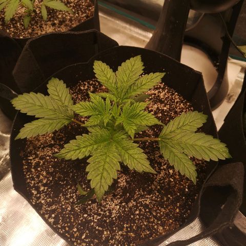 Cdlc myco growlog timeline photo
