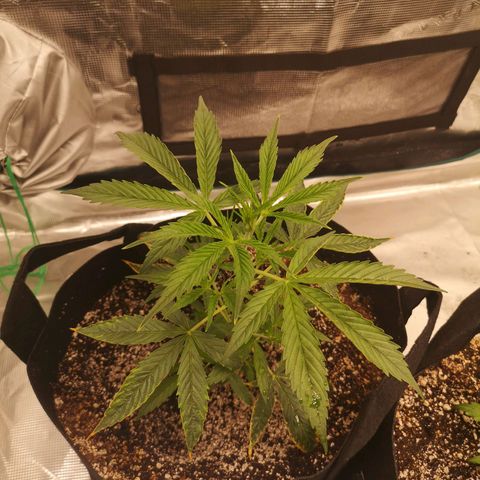 Forgotten cookies growlog timeline photo
