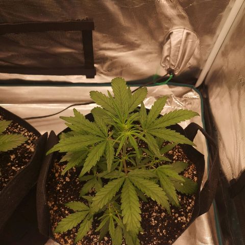 Hubbabubba haze growlog timeline photo
