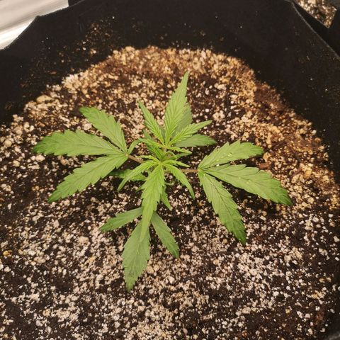 Hubbabubba haze myco growlog timeline photo
