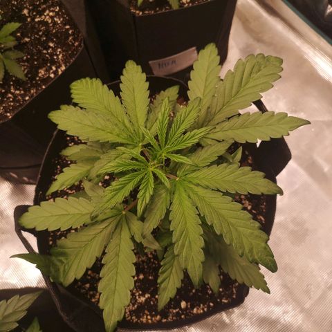Mango smile growlog timeline photo