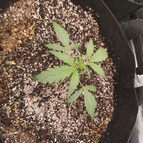 Ripleys og growlog timeline photo