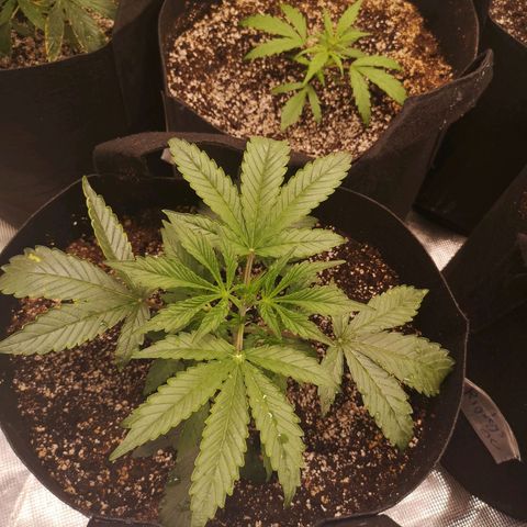 Sour crinkle growlog timeline photo