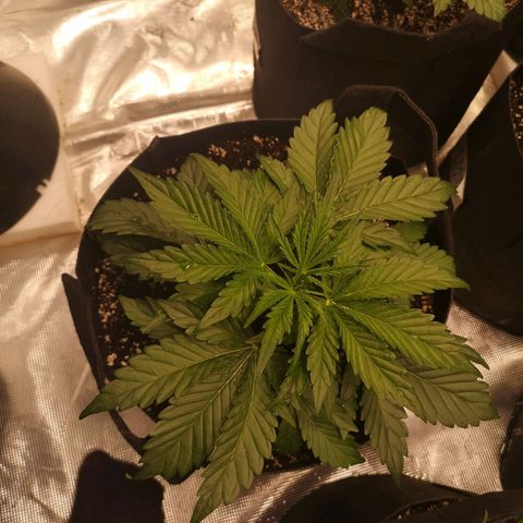 strawberry stomper growlog timeline photo