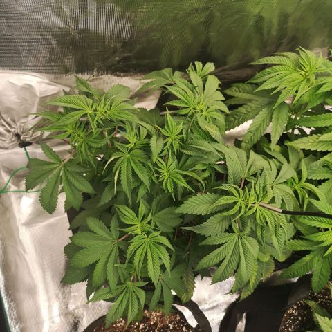 wedding cake growlog timeline photo