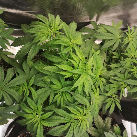 wedding cake 2 growlog timeline photo