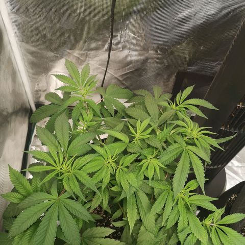 Wedding cake 3 growlog timeline photo