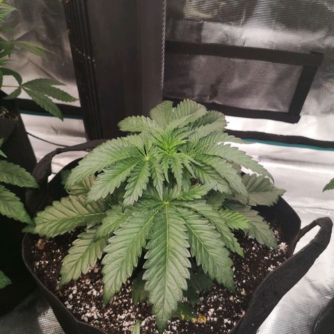 Blueberry cookies 2nd grow growlog timeline photo