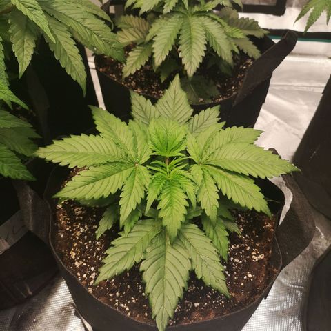 Blueberry cookies 2nd grow 2 growlog timeline photo
