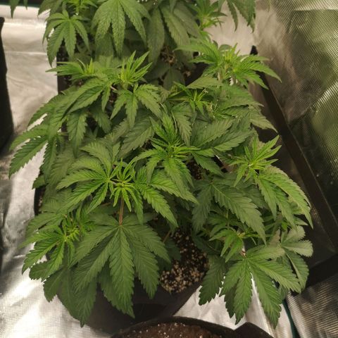 Grape Diamonds growlog timeline photo