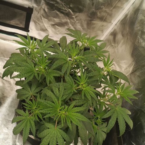 Grape Diamonds 2 growlog timeline photo