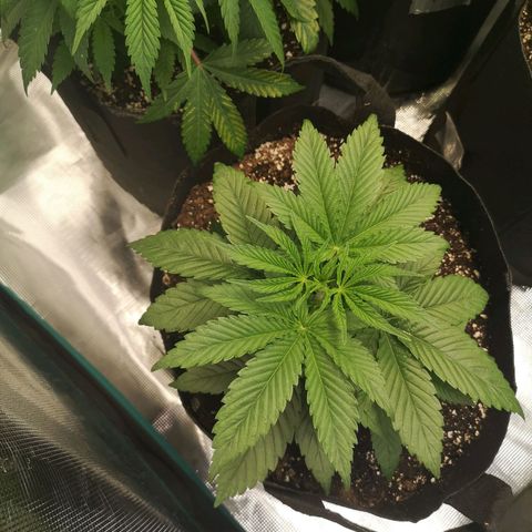 Orange cookie chem 2nd grow growlog timeline photo