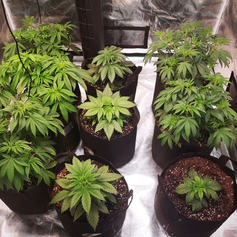 wedding cake growlog timeline photo