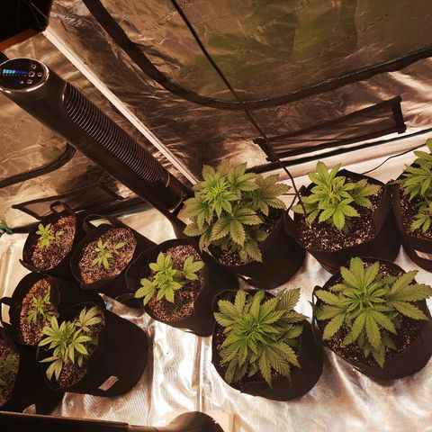 Cdlc growlog timeline photo