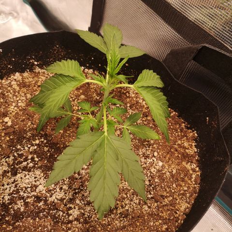 avt x 3 bears og growlog timeline photo