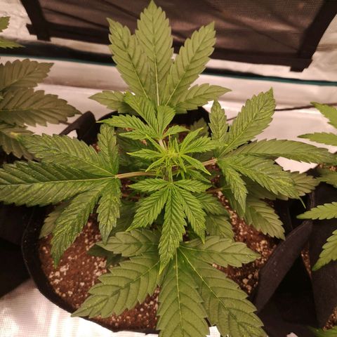 Cdlc growlog timeline photo
