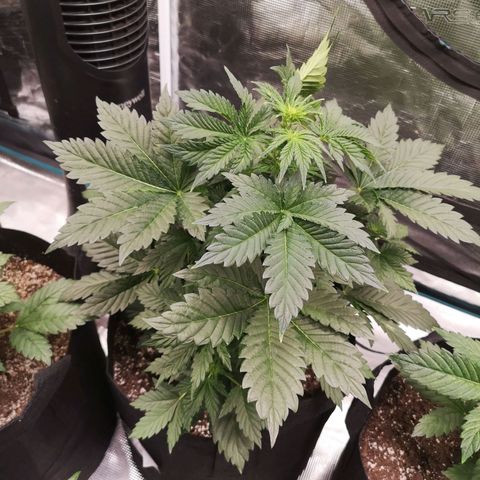 Cdlc 1/2 & 1/2 growlog timeline photo