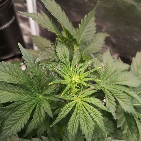 Cdlc 1/2 & 1/2 growlog timeline photo