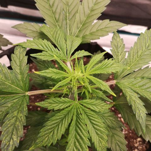 Cdlc growlog timeline photo