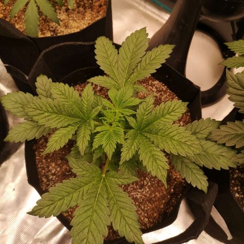 Cdlc myco growlog timeline photo