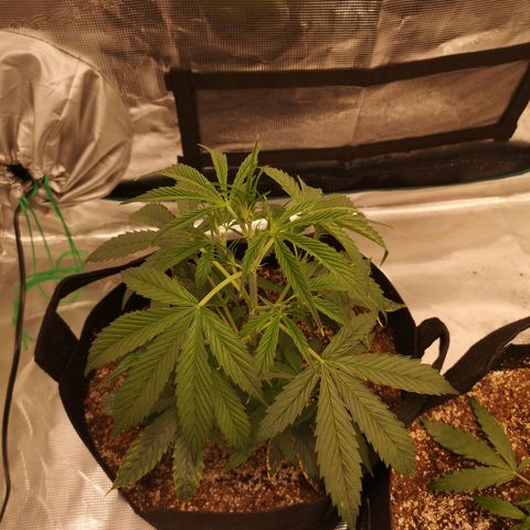 Forgotten cookies growlog timeline photo