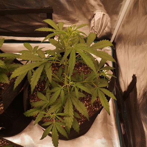 Hubbabubba haze growlog timeline photo