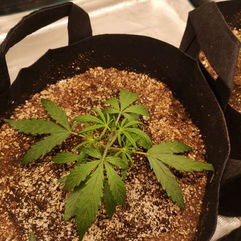 Hubbabubba haze myco growlog timeline photo