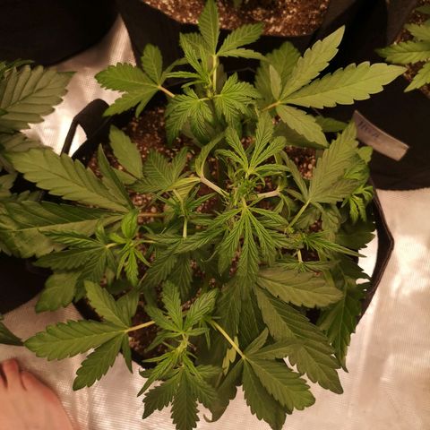 Mango smile growlog timeline photo