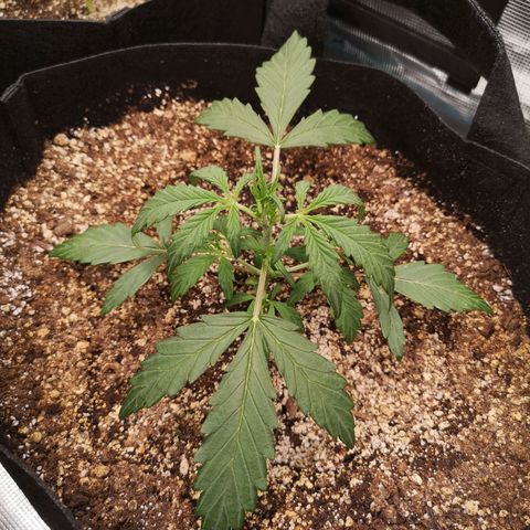 Ripleys og growlog timeline photo