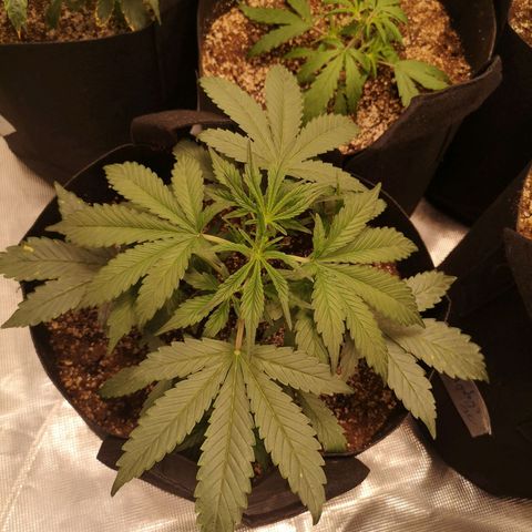 Sour crinkle growlog timeline photo