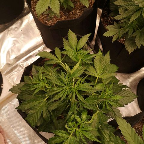 strawberry stomper growlog timeline photo