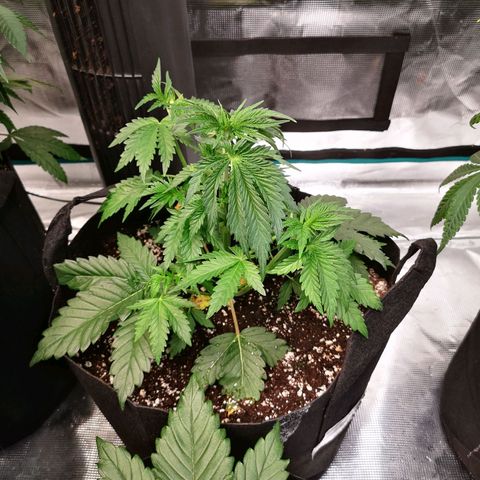 Blueberry cookies 2nd grow growlog timeline photo
