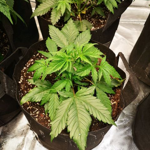 Blueberry cookies 2nd grow 2 growlog timeline photo