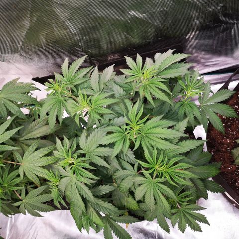 Grape Diamonds growlog timeline photo