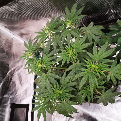 Grape Diamonds 2 growlog timeline photo