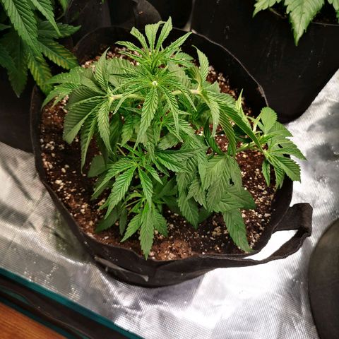 Orange cookie chem 2nd grow growlog timeline photo