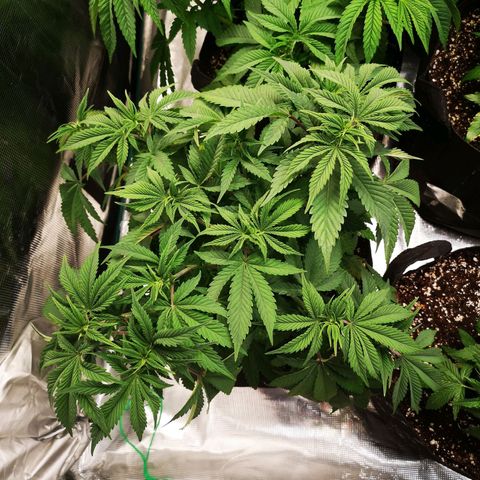 wedding cake growlog timeline photo