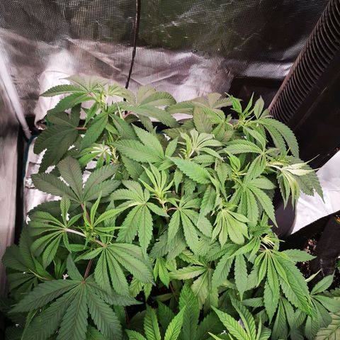 Wedding cake 3 growlog timeline photo
