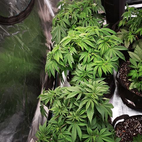 wedding cake growlog timeline photo