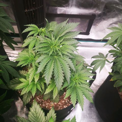 Blueberry cookies 2nd grow growlog timeline photo