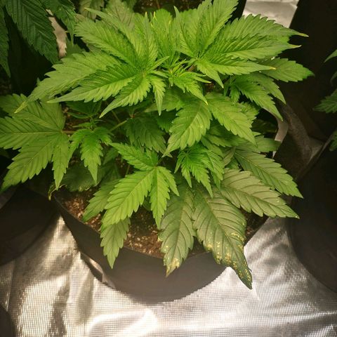 Blueberry cookies 2nd grow 2 growlog timeline photo