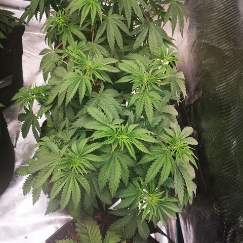 Grape Diamonds growlog timeline photo