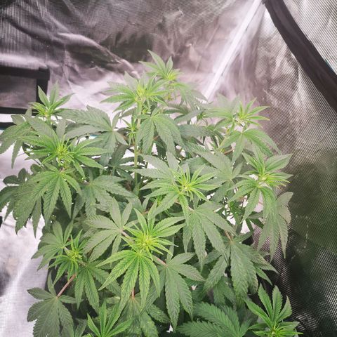 Grape Diamonds 2 growlog timeline photo
