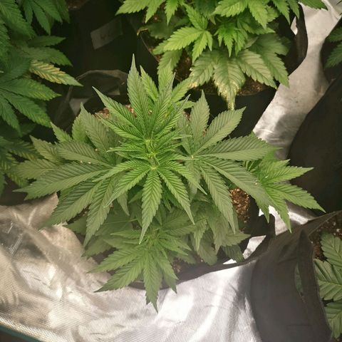 Orange cookie chem 2nd grow growlog timeline photo