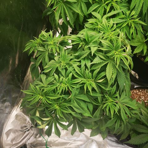 wedding cake growlog timeline photo
