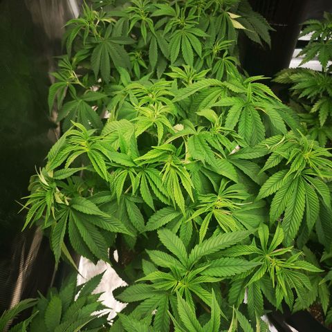 wedding cake 2 growlog timeline photo
