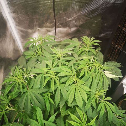 Wedding cake 3 growlog timeline photo