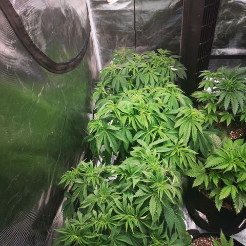 wedding cake growlog timeline photo